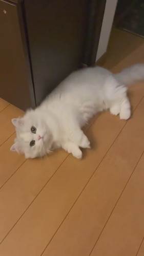 骨抜きノーマンくん