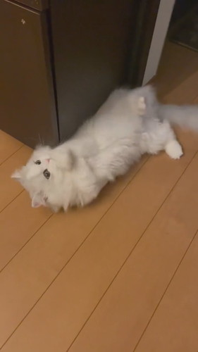 骨抜きノーマンくん