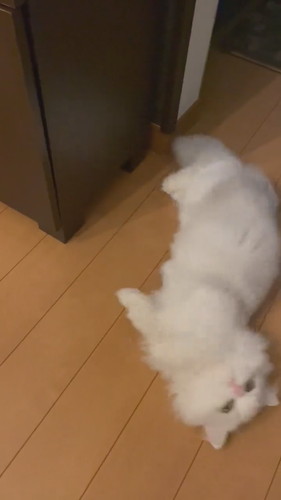 骨抜きノーマンくん