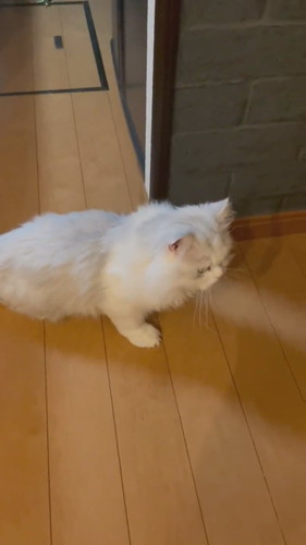 骨抜きノーマンくん