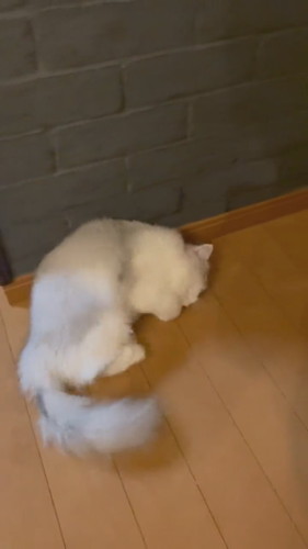 骨抜きノーマンくん