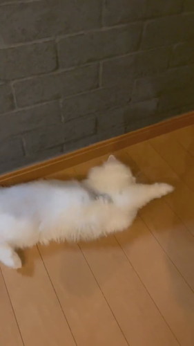 骨抜きノーマンくん