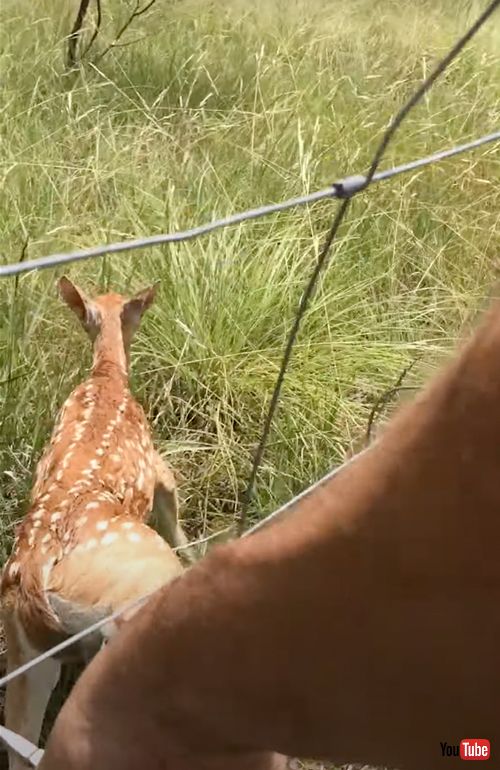 ワイヤに引っ掛かった子鹿を救出