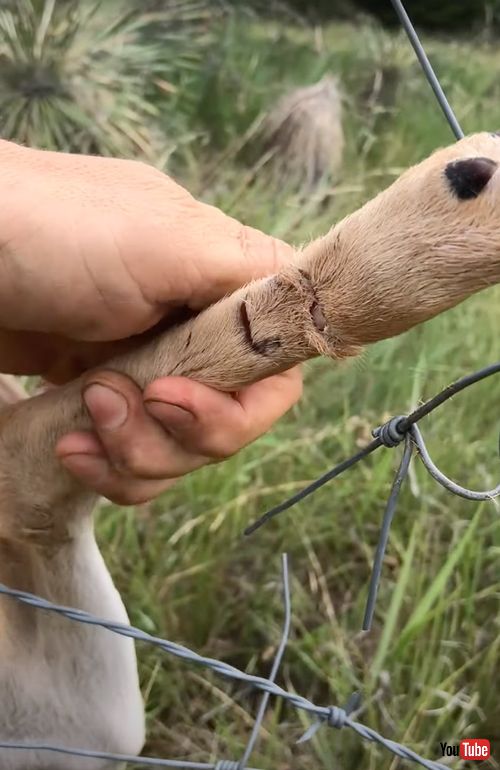 ワイヤに引っ掛かった子鹿を救出