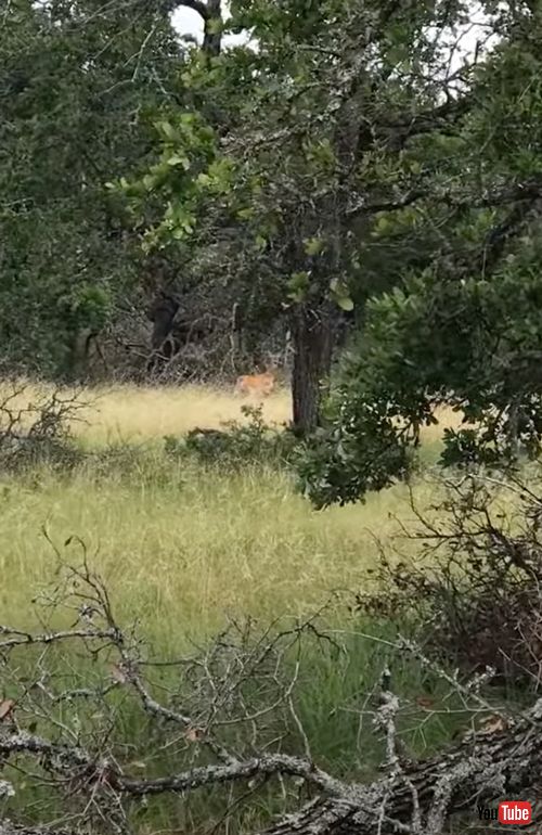 ワイヤに引っ掛かった子鹿を救出
