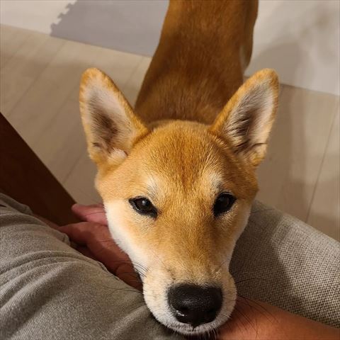 あごを乗せて甘えるワンコ