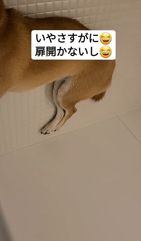 お風呂で寝るワンコお尻