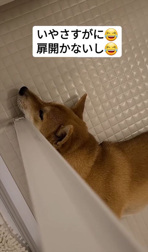 お風呂で寝るワンコの顔