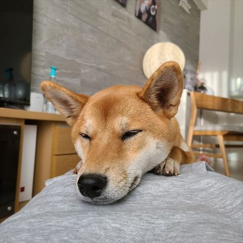 おなかの上で寝るワンコ