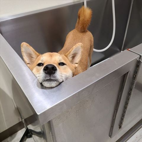 シャンプー台ワンコ