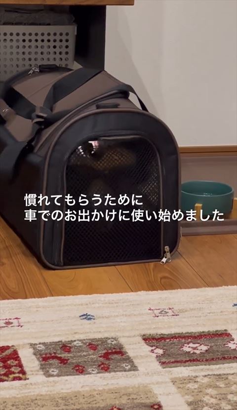 歯をむき出して口をあけてる犬