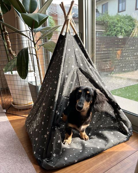 テントから顔出すワンコ