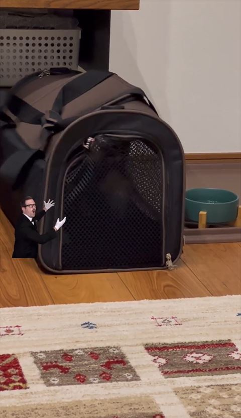 歯をむき出して口とじてる犬