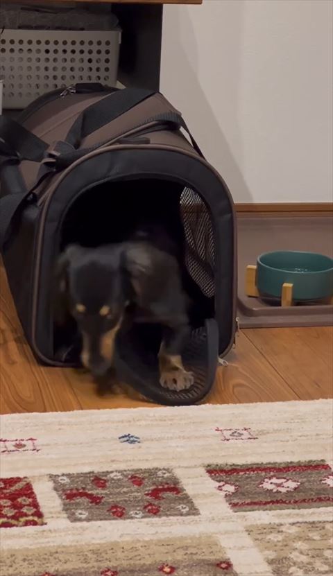 バッグからでてくるワンコ
