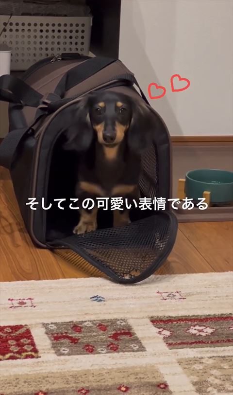 バッグから飼い主見つめるワンコ