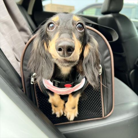 車のバッグから顔出すワンコ