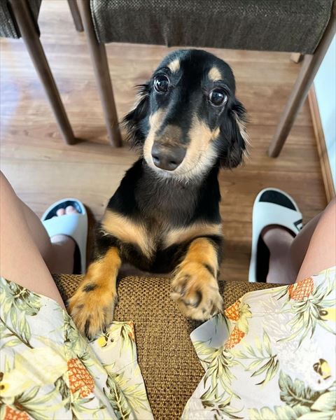 ソファに前足乗せるワンコ