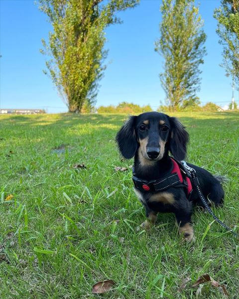 外にいるワンコ