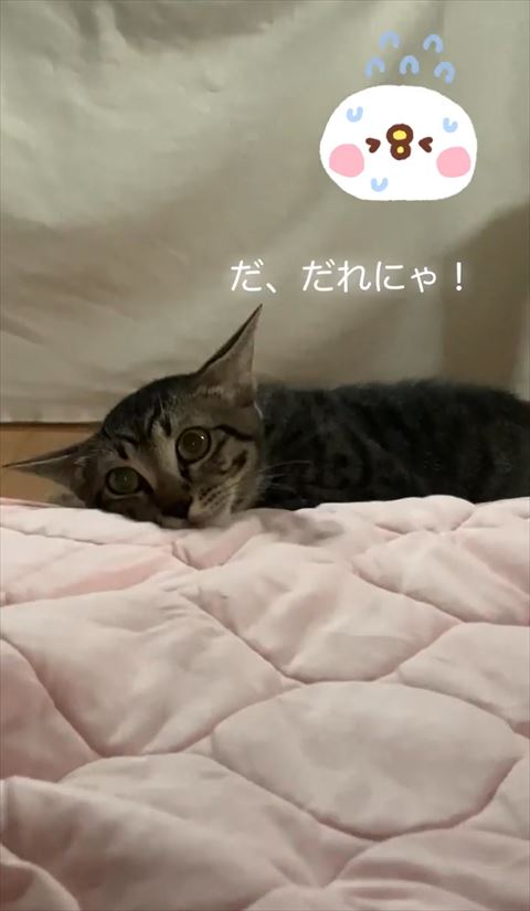 布団に顔寄せてる猫ちゃん