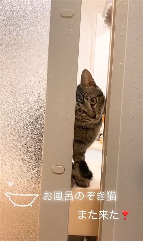 お風呂のぞく猫