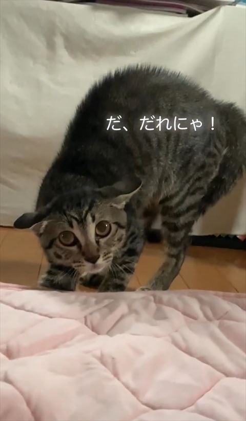 警戒してイカ耳猫