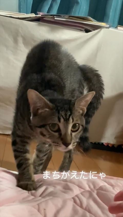 飼い主の手に寄ってくる猫