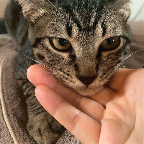 飼い主の手にアゴのせる