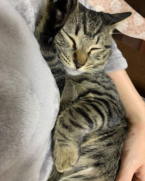 腕あげて寝てる猫