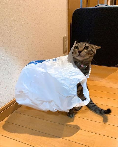 ビニール袋猫