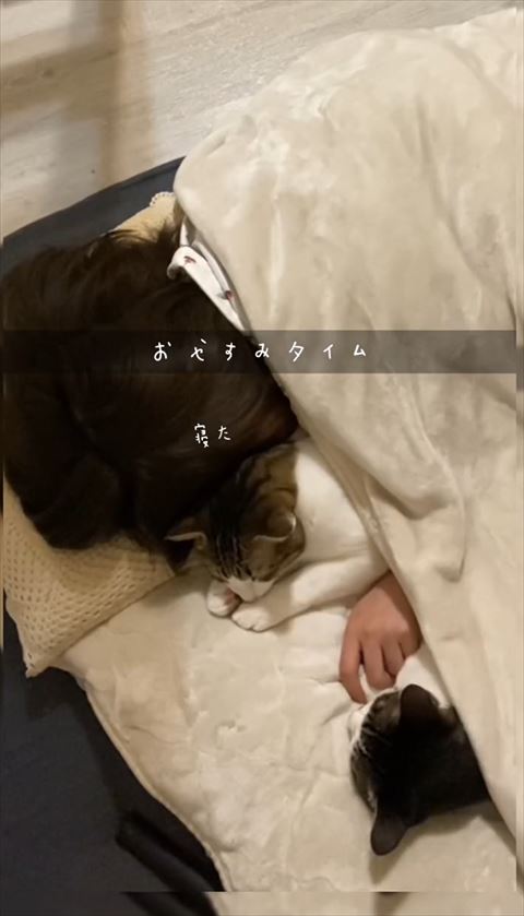 真ん中の猫も寝てる様子