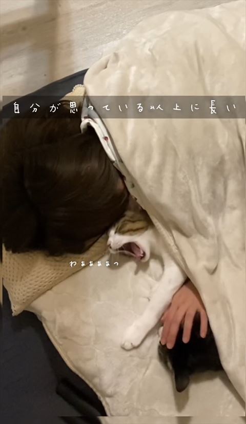 あくびする猫ちゃん