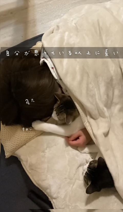 飼い主の頭さわる猫