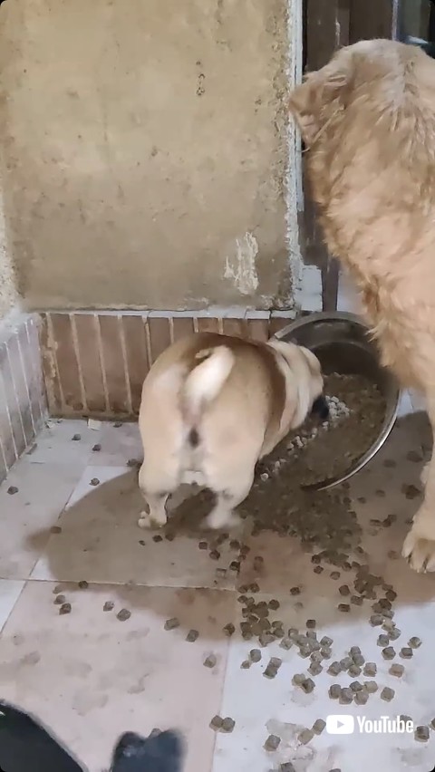 皿に頭を突っ込む犬