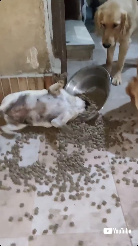 皿の中で転げる犬