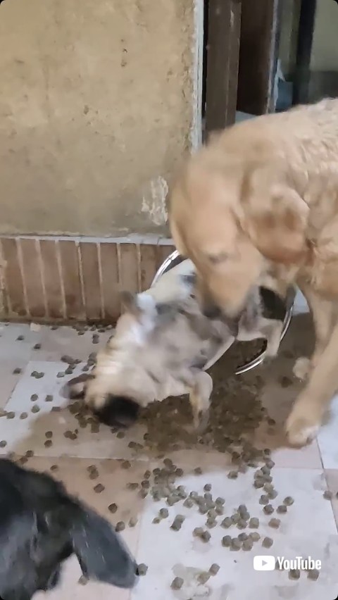 食事皿で回転する犬