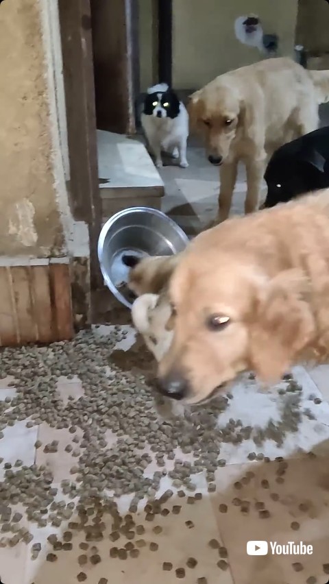 転げる犬を見る仲間たち