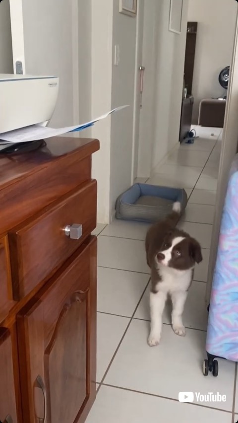 見上げるワンコ