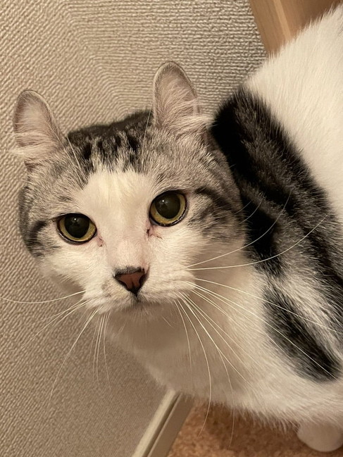 目を開いた猫アップ