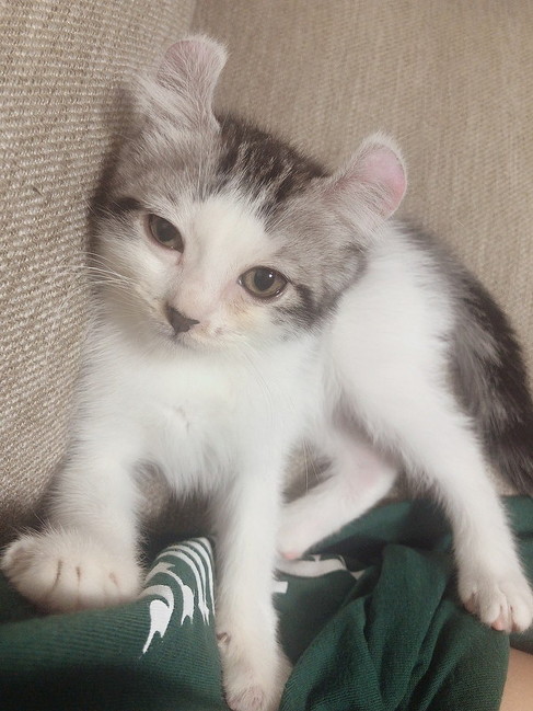 子猫時代の写真