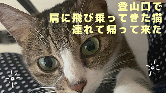 登山口で保護猫