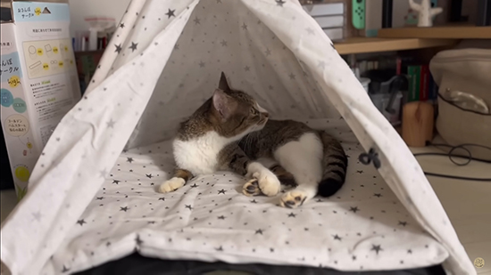 テントに入る猫