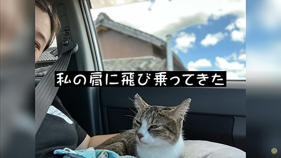 飛び乗ってきた猫