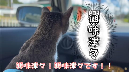 興味津々な猫
