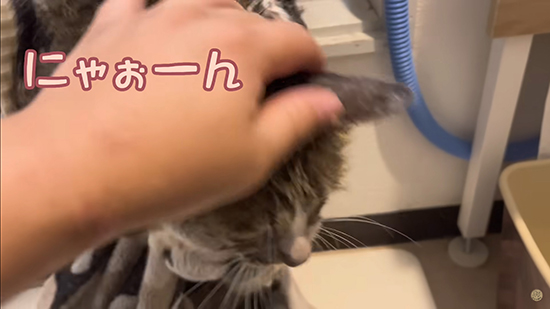 お風呂入る猫