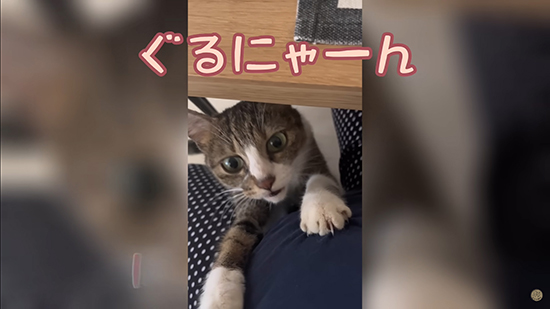 もみもみする猫