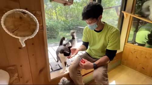 猫と過ごす飼育員