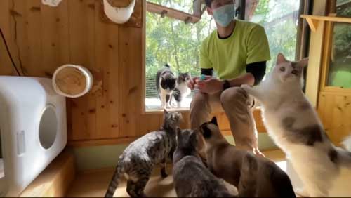 集まってくる猫たち