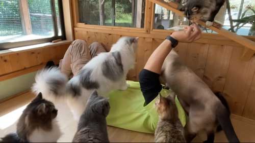飼育員の上に乗る猫たち