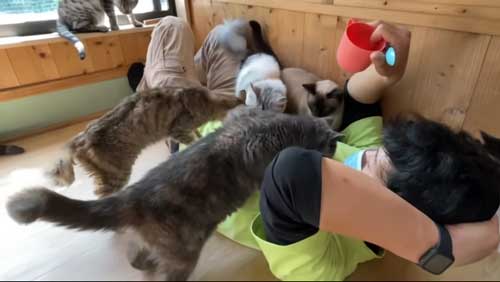 猫に囲まれる飼育員