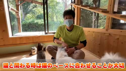 膝に乗ってくる猫